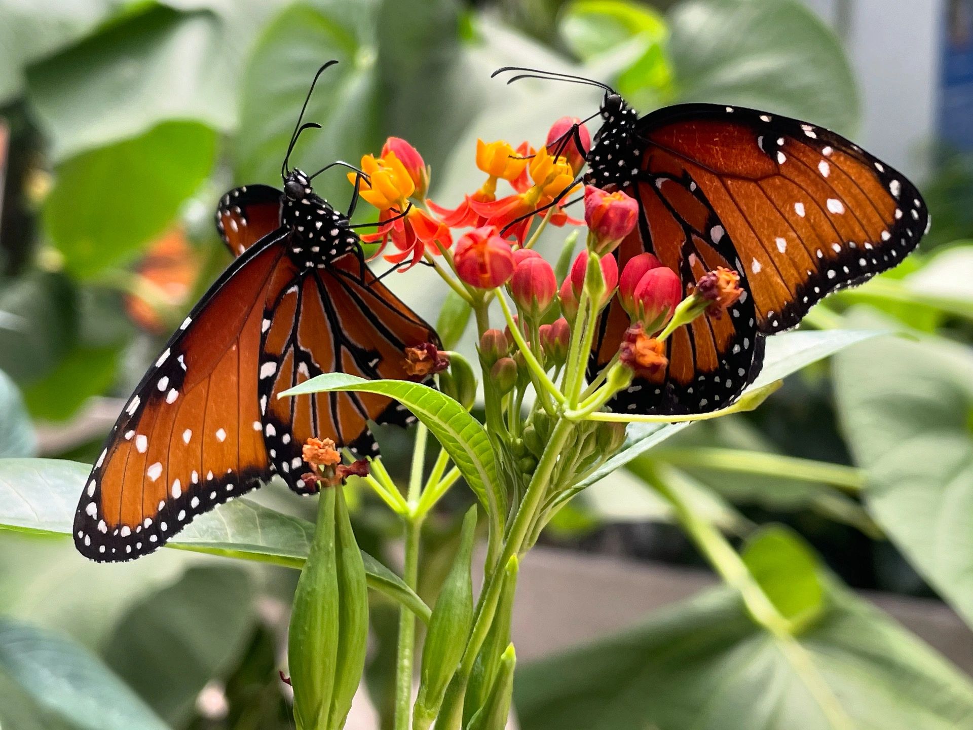 Monarch butterflies on red and yellow flowers