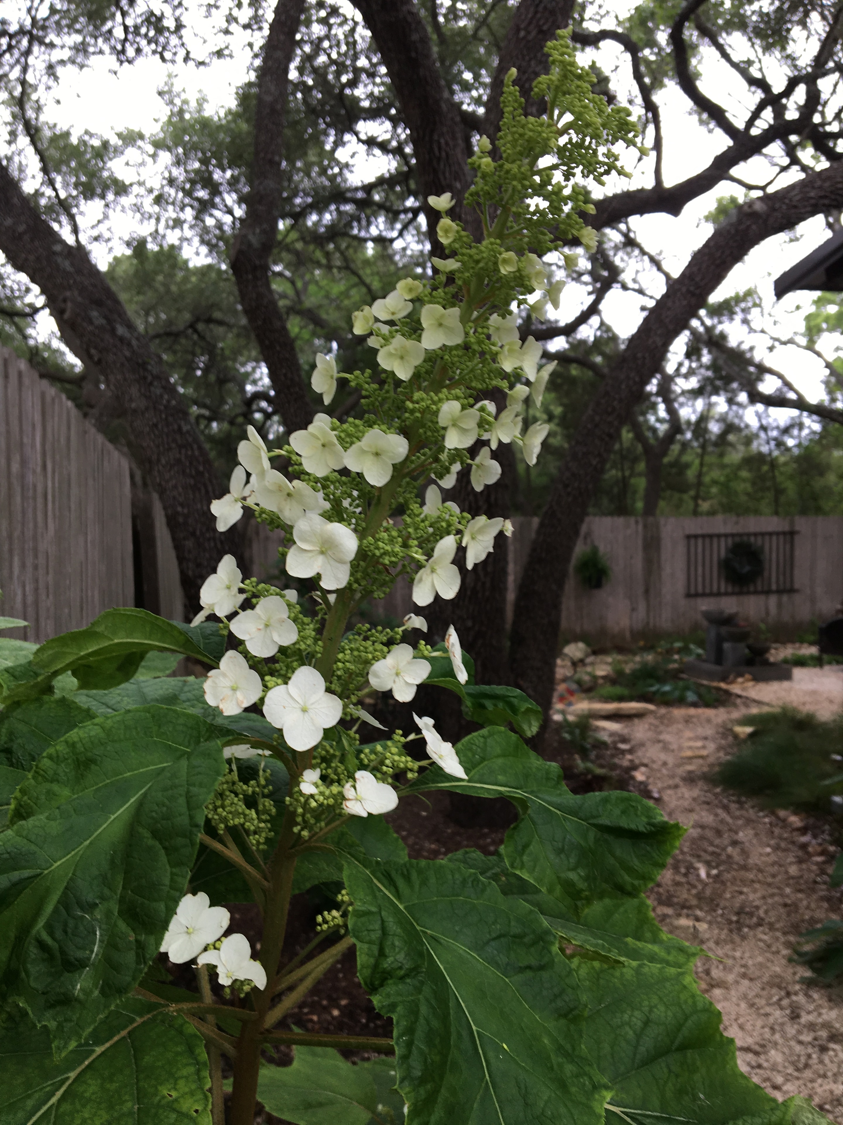 White flowering vines on garden structure
