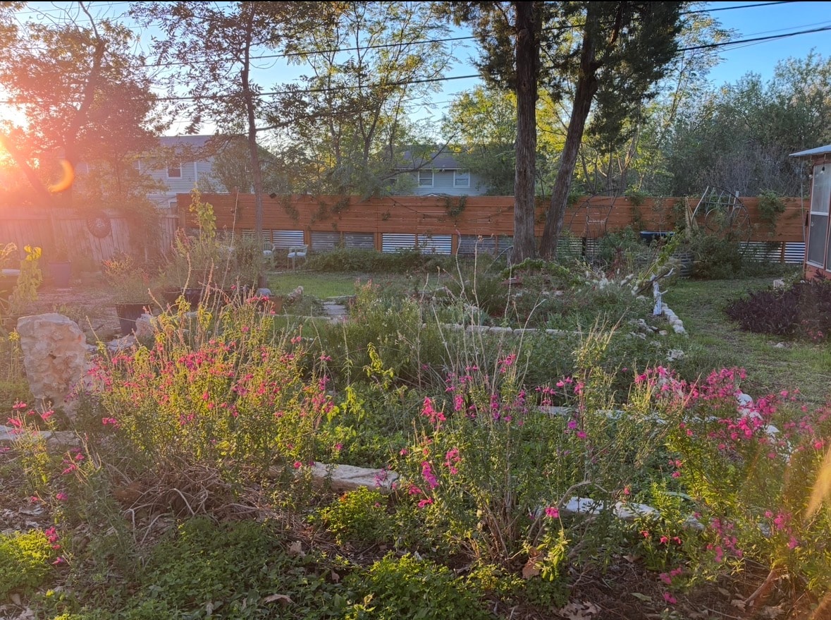 Backyard garden with pink wildflowers at golden hour