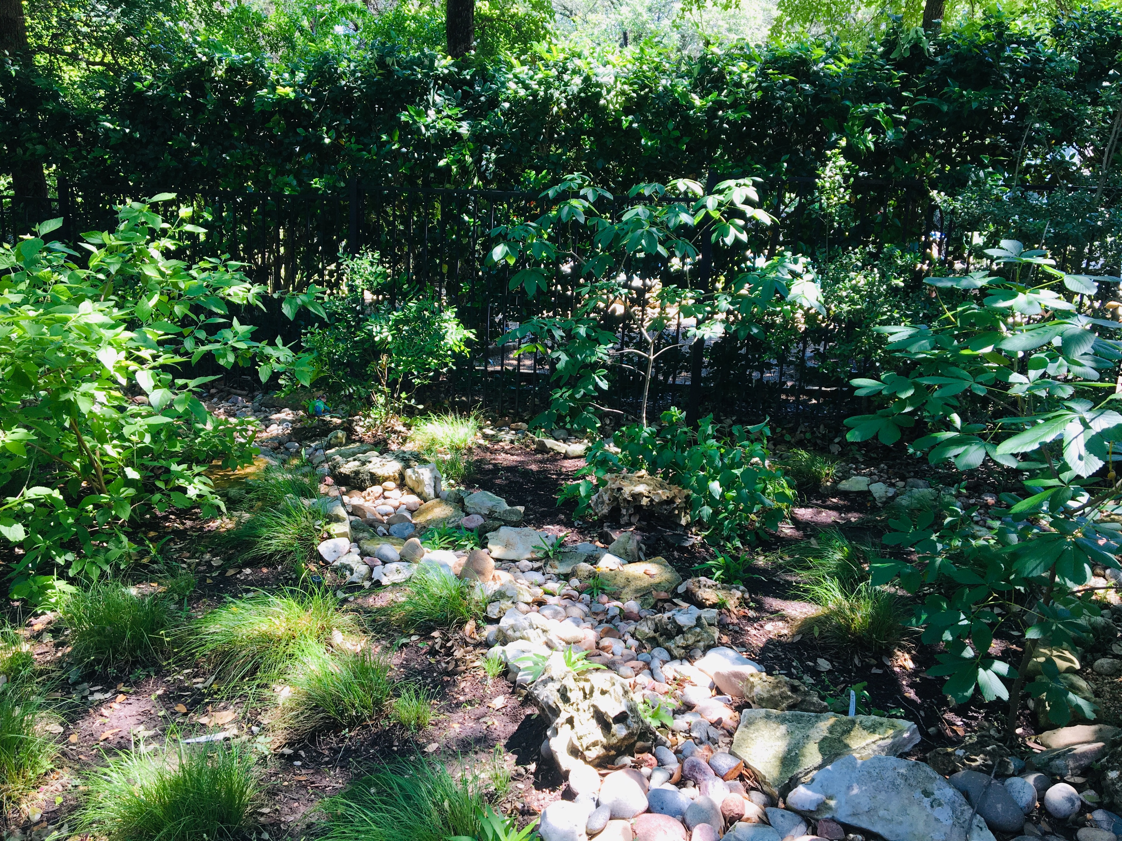 Natural stream garden with rocks and forest backdrop