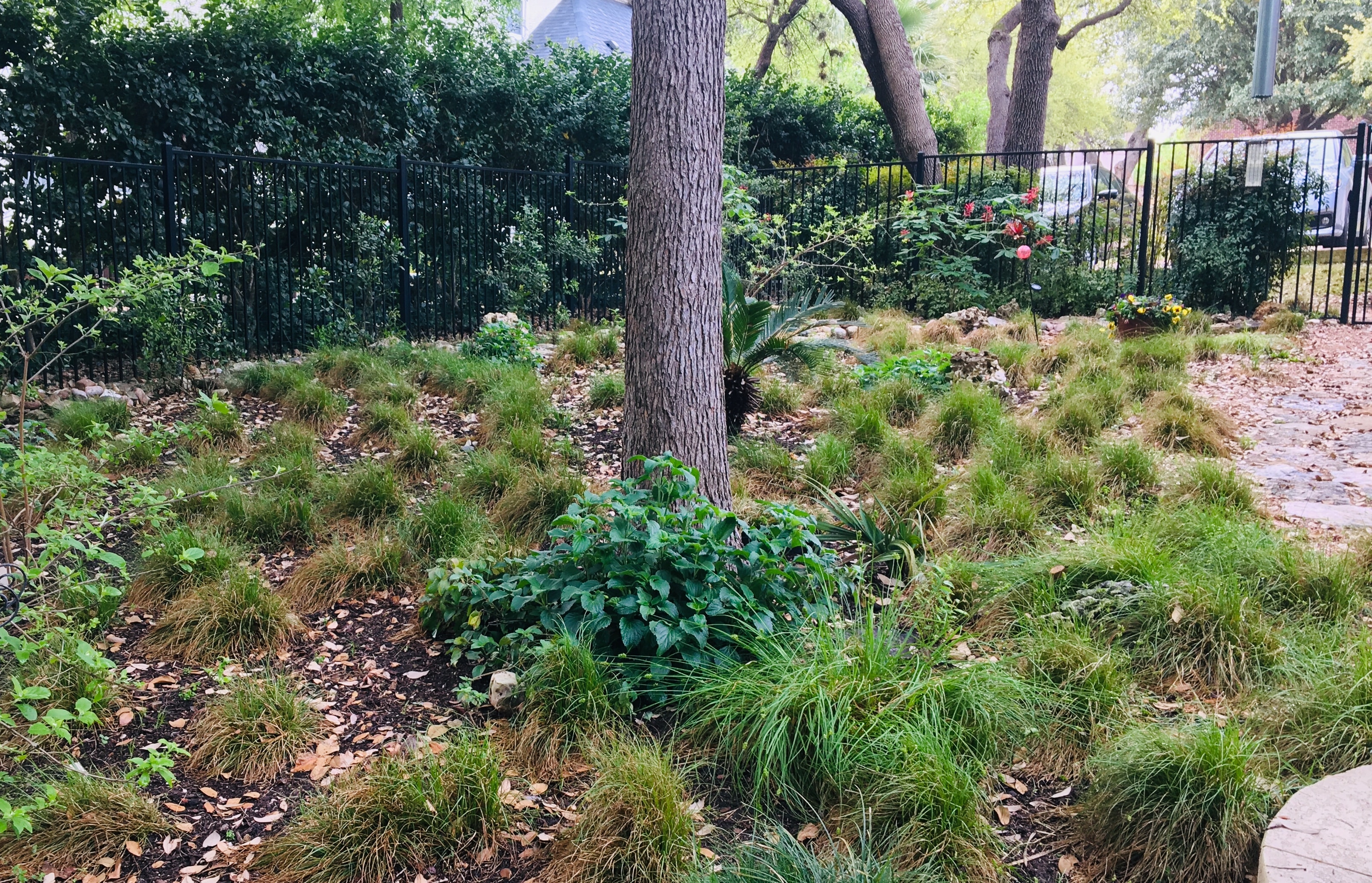 Native plant garden with iron fence and colorful blooms