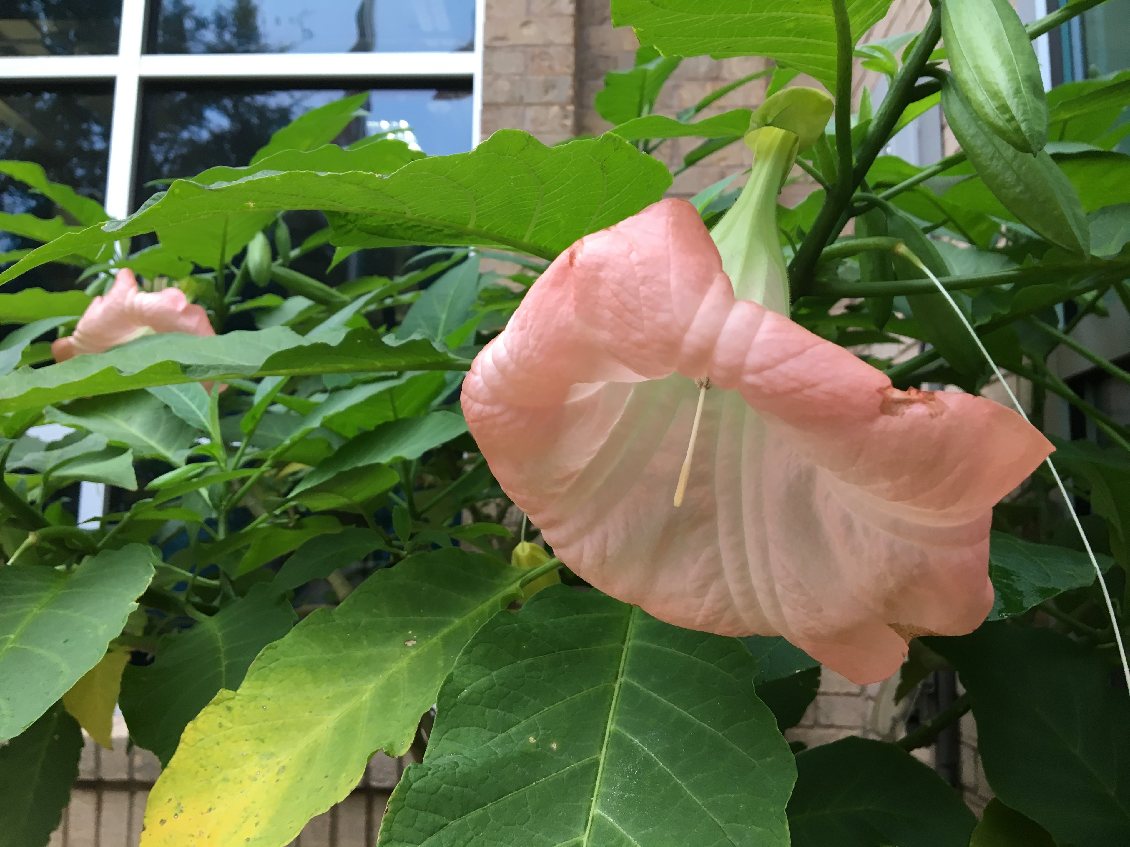 Pink angel trumpet flower close-up