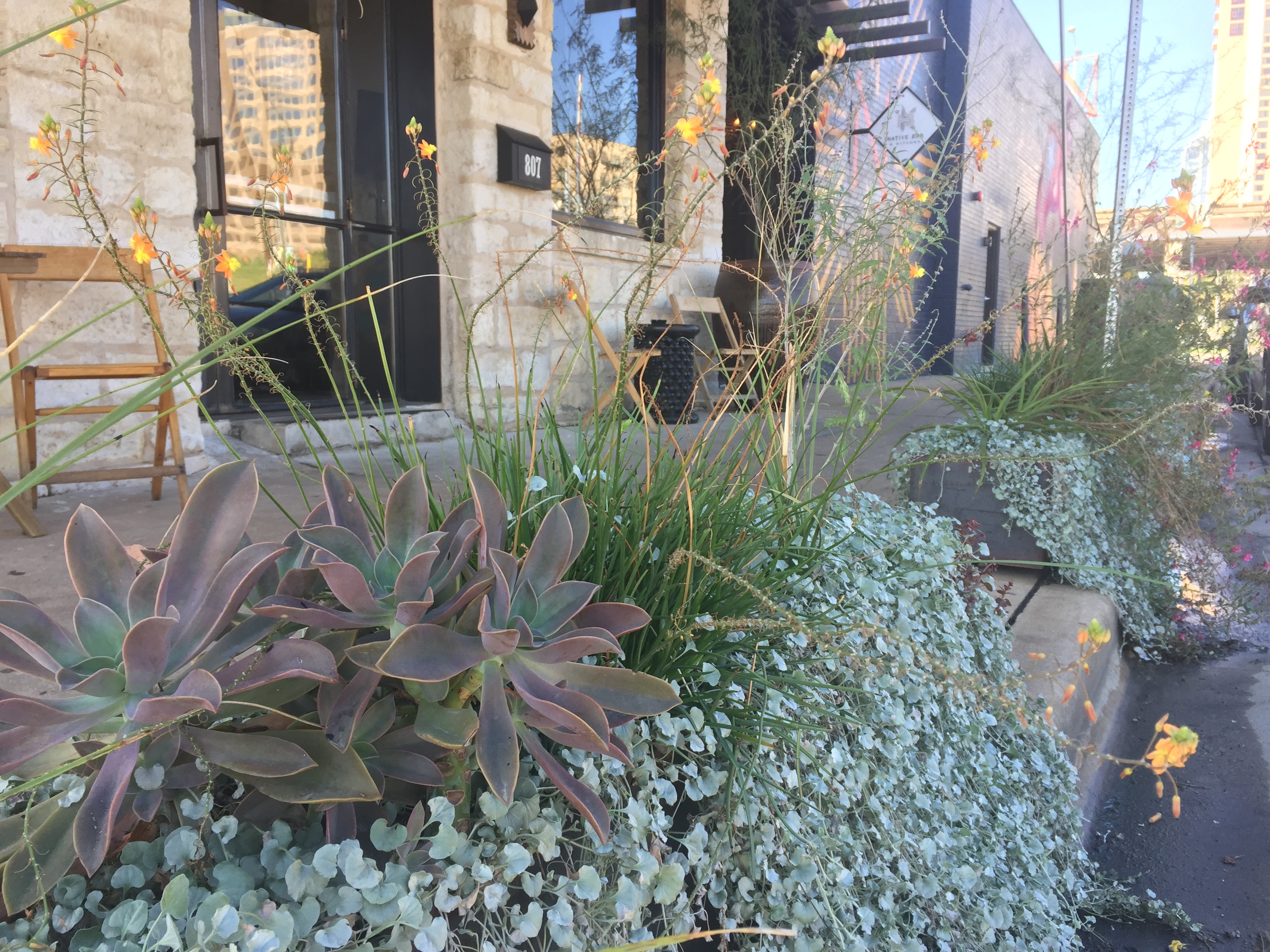 Commercial storefront planting with succulents, silver ponyfoot and crocosmia