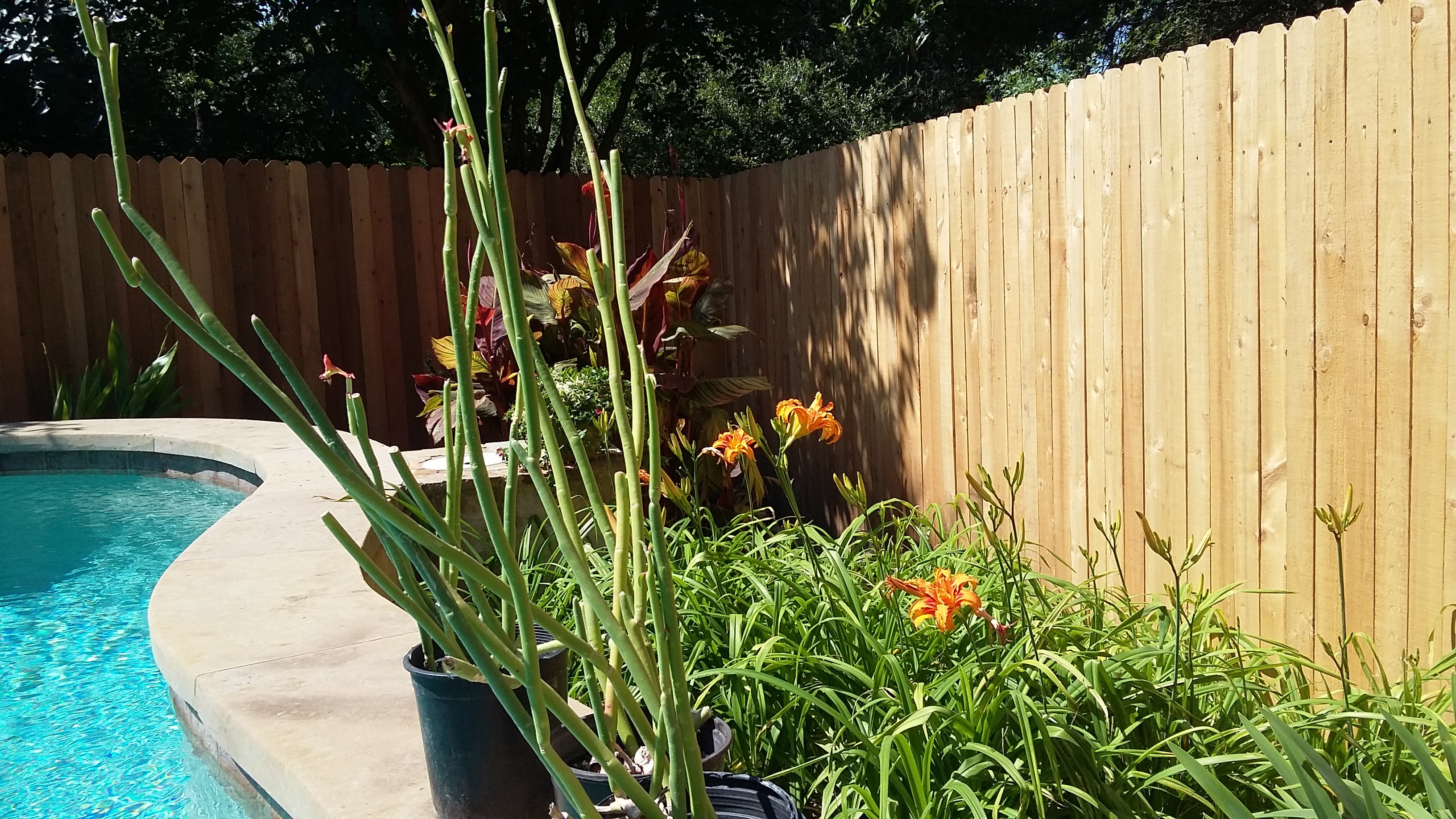 Backyard pool with daylilies and canna plantings