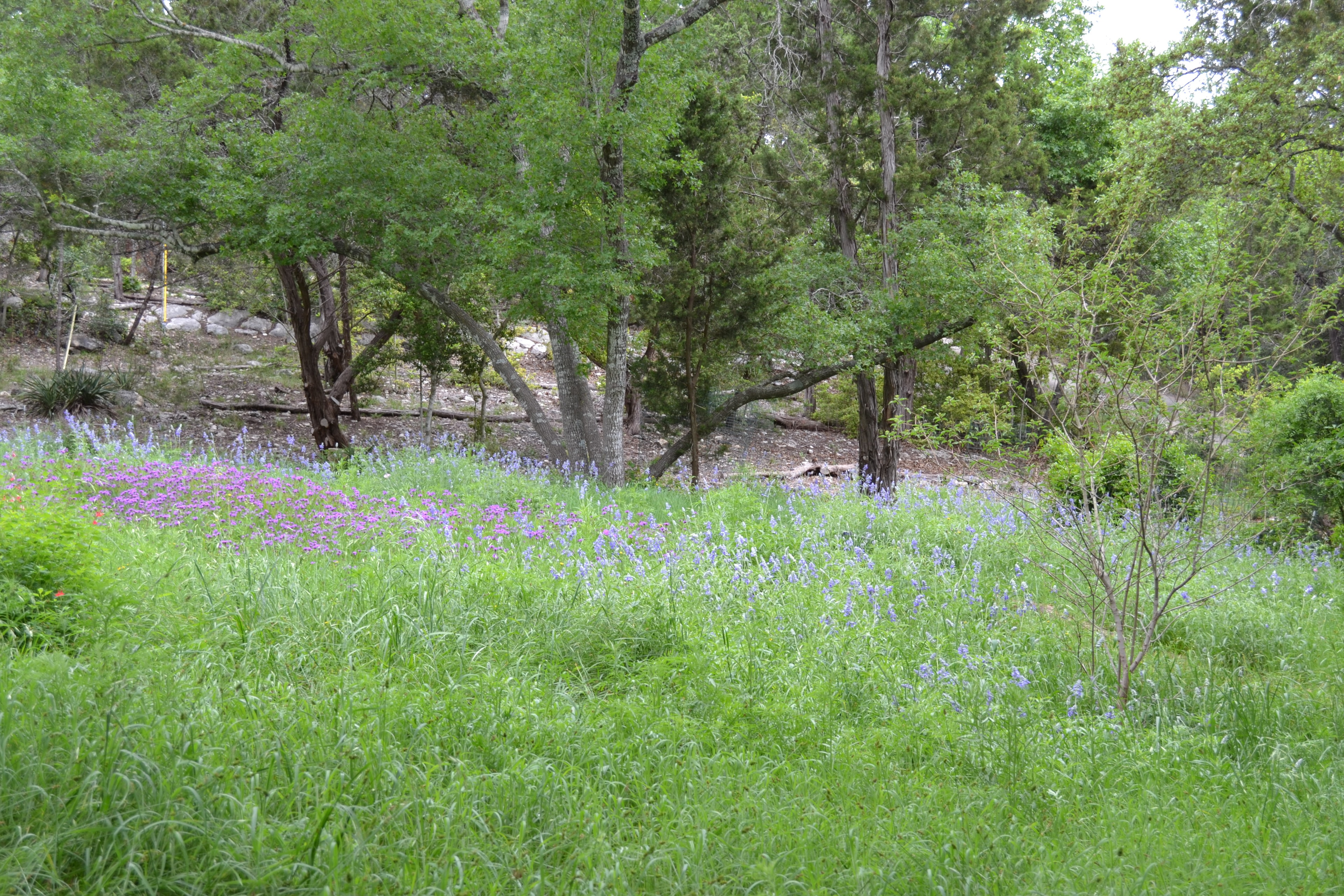 Native wildflower meadow with bluebells and phlox under live oak trees