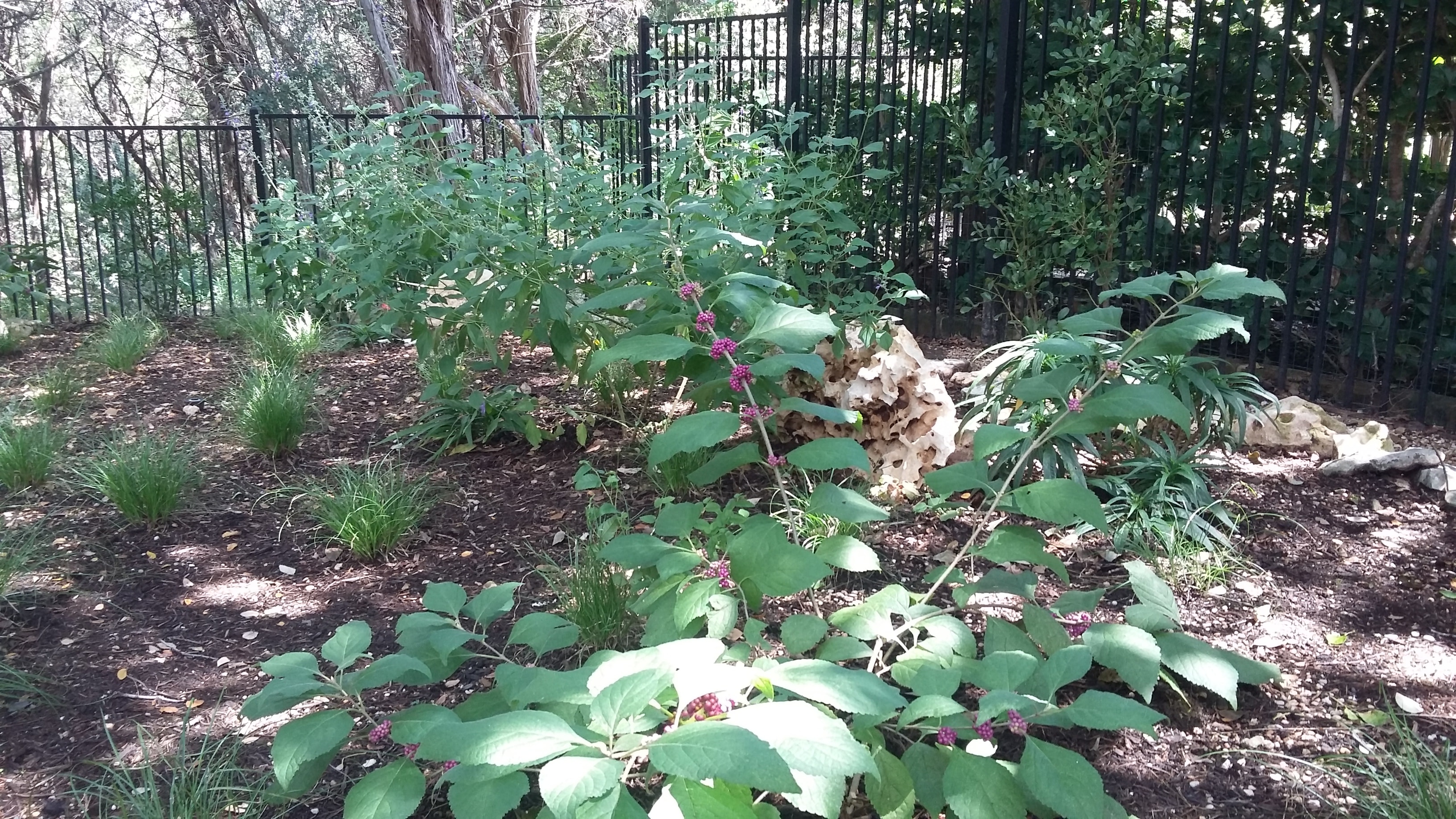 Beautyberry and native plant garden